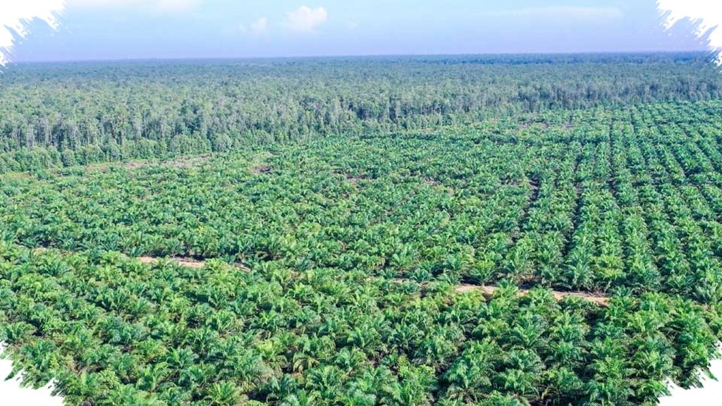 Tata Kelola Sawit Bocor Rp279,1 Triliun Setahun, Negara Bayar Mahal Karena Data Tak Sinkron