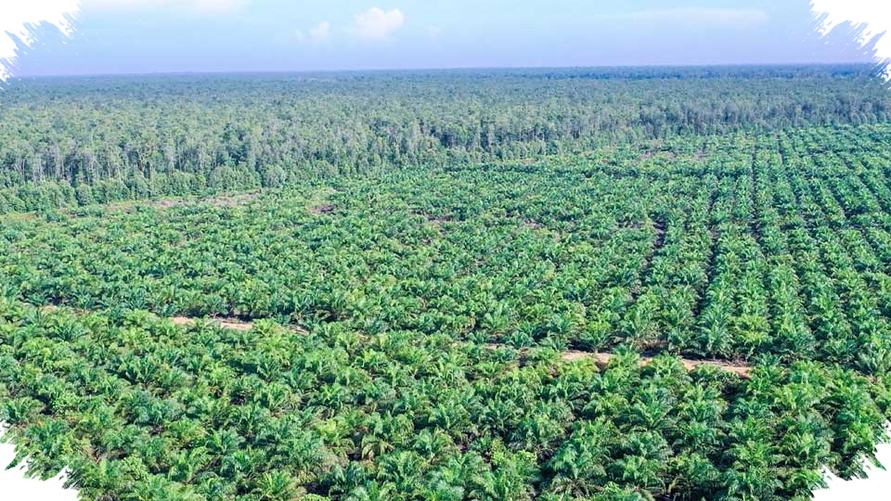 Tata Kelola Sawit Bocor Rp279,1 Triliun Setahun, Negara Bayar Mahal Karena Data Tak Sinkron
