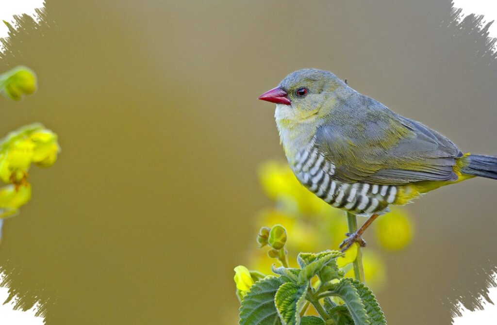 Green Avadavat Kian Terdesak, Burung Hijau Berparuh Merah Ini Jadi Sasaran Perdagangan Ilegal