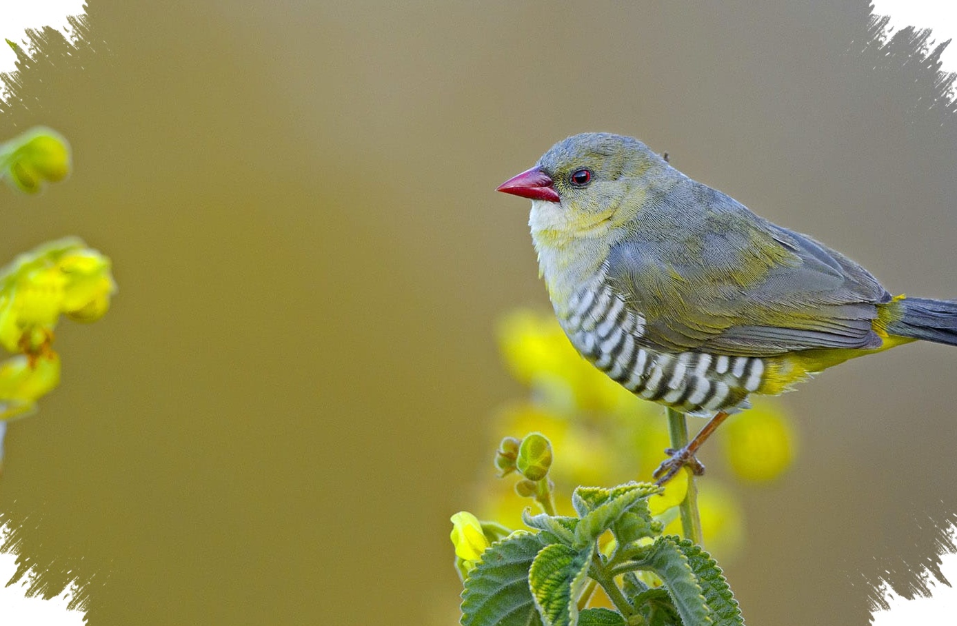 Green Avadavat Kian Terdesak, Burung Hijau Berparuh Merah Ini Jadi Sasaran Perdagangan Ilegal