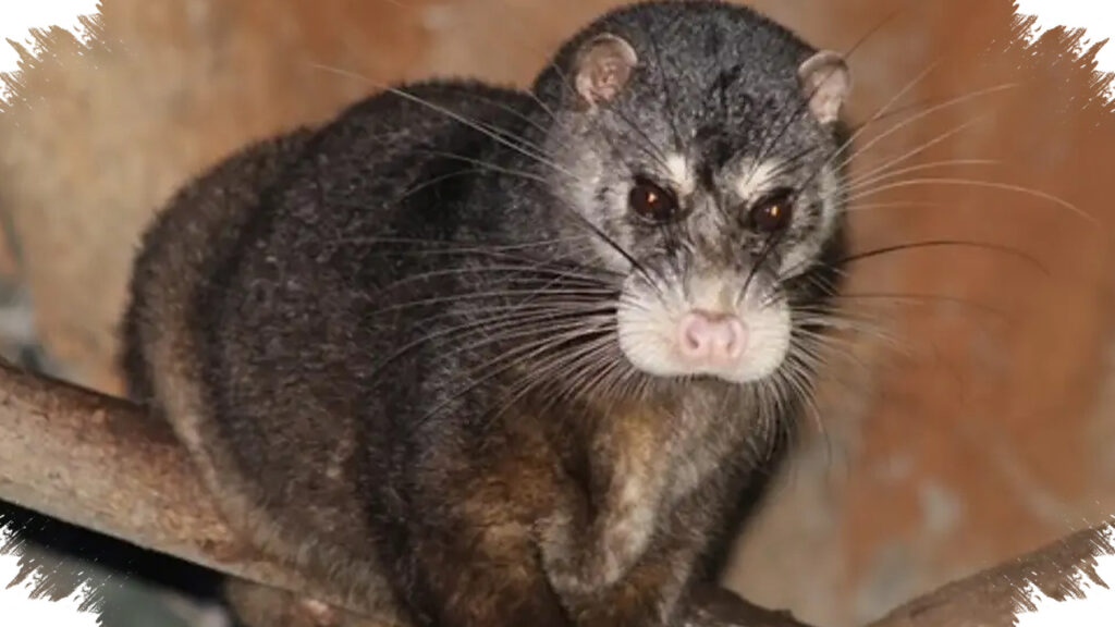 Musang Air Bukan Sekadar Lucu, Spesies Langka Ini Sedang Menghilang Dalam Sunyi