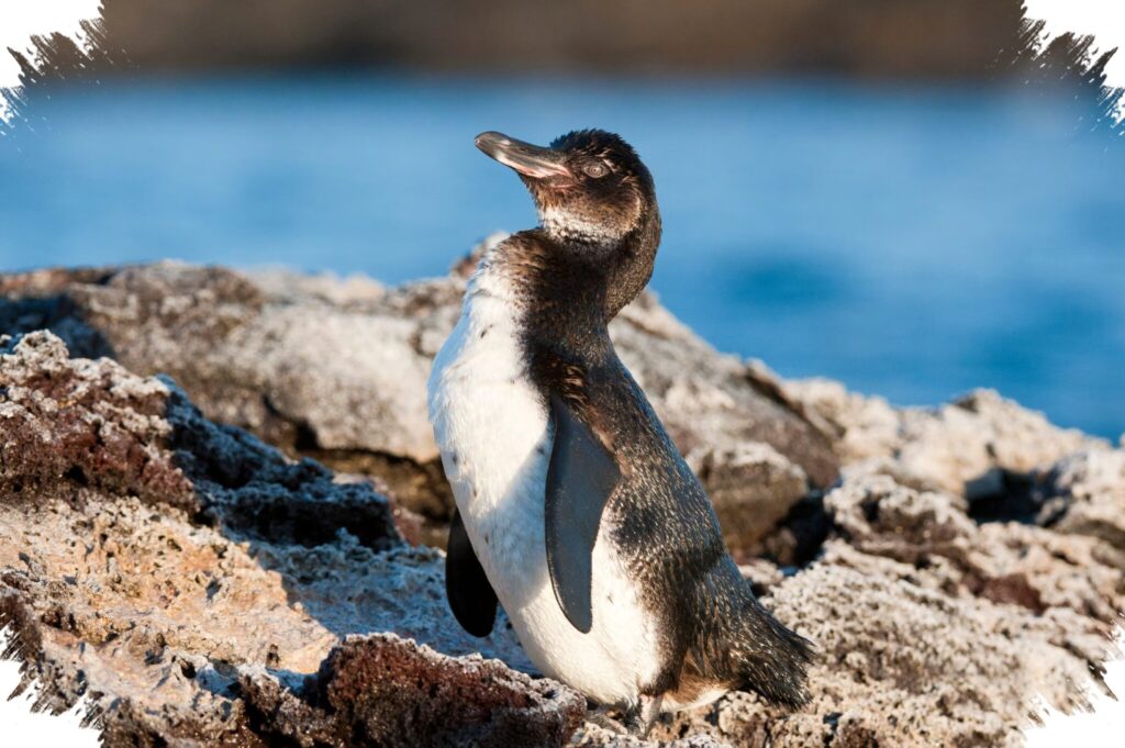 Penguin Galapagos Kecil Namun Rapuh, El Niño Bisa Memusnahkan Populasinya Dalam Sekejap