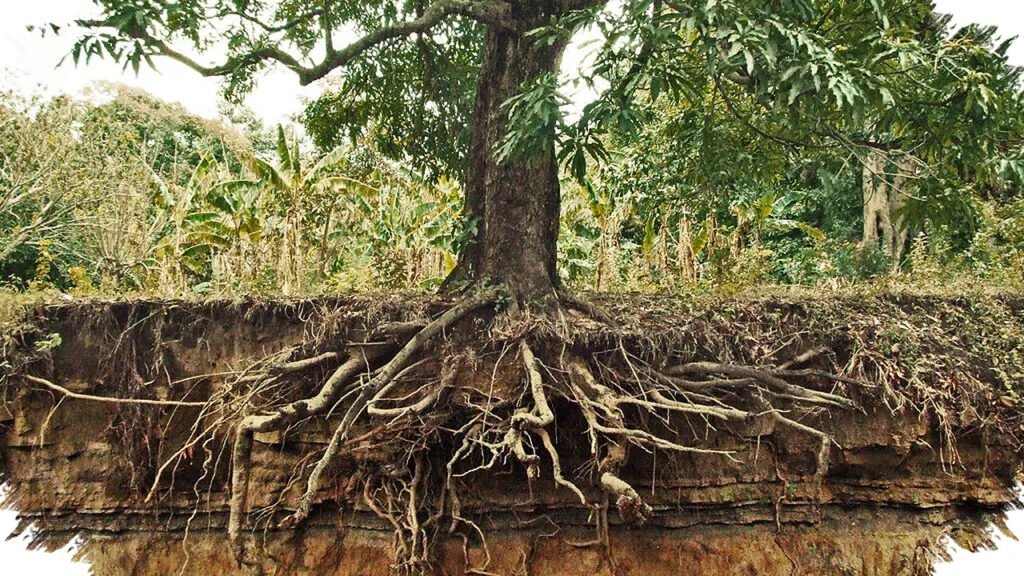 Jangan Salah Tanam Pohon Buah, Akar Mangga dan Nangka Bisa Mengancam Pondasi Rumah