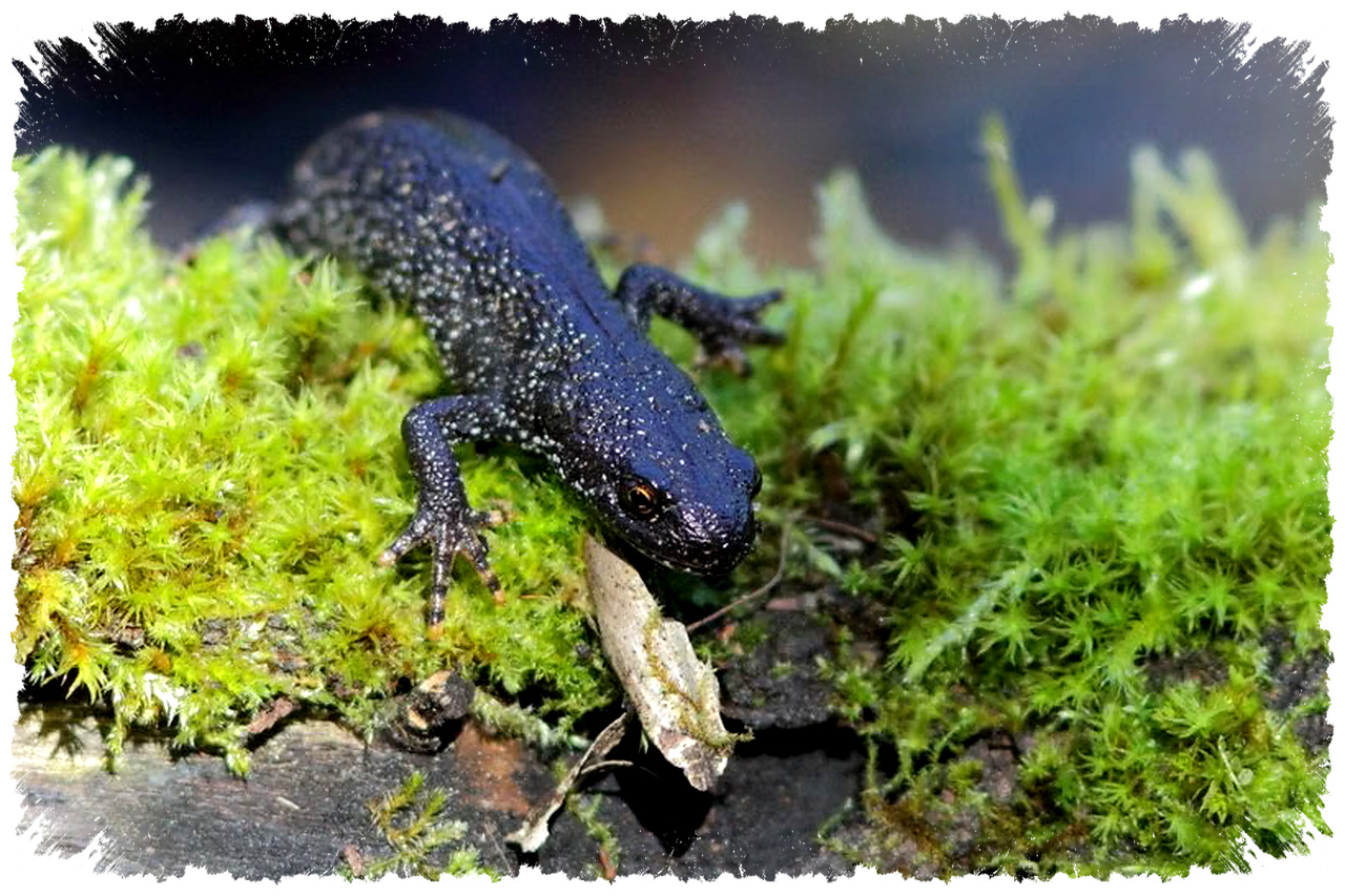 Salamander Jumbai Utara Eropa, Jambulnya Mirip Spinosaurus Tapi Populasinya Kian Turun