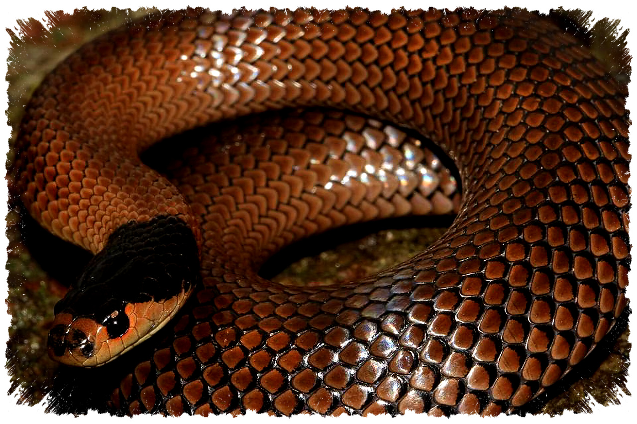 Little Whip Snake Australia, Ular Berbisa Kecil Yang Ternyata Jarang Berbahaya Bagi Manusia
