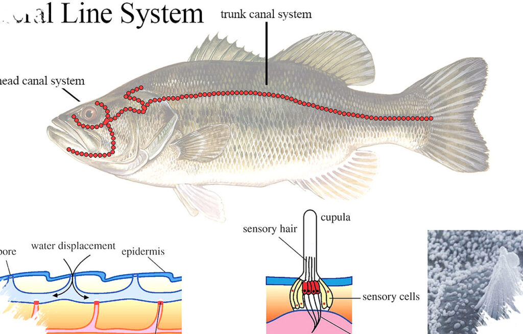 Ikan Ternyata Bisa Mendengar Suara Manusia, Tapi Bukan Seperti Yang Kita Kira