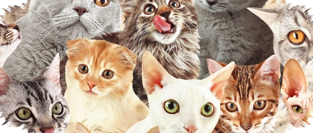 Kucing Kampung Ternyata Bisa Sangat Langka, Dari Busok Hingga Calico Jantan