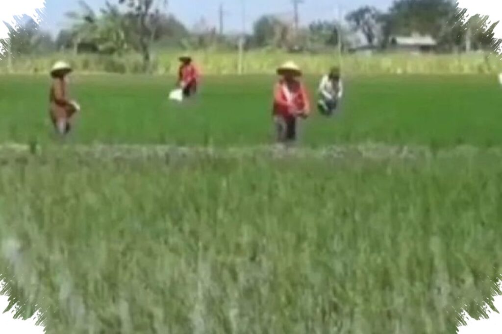 Ngawi Bidik 169 Ribu Hektare Panen Padi 2026, Lahan Kecil Digeber Lewat IP 2,8 Dan E-Farm