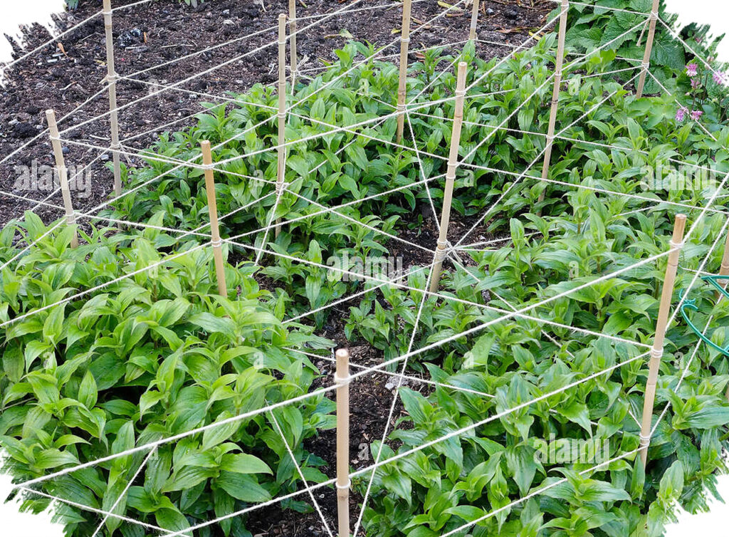 Tali Rafia Murah Bisa Sulap Sudut Sempit Jadi Kebun Vertikal Cantik, Ini 5 Ide Kreatifnya