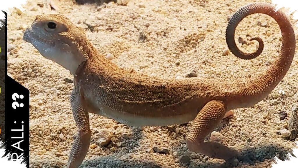 Toadhead Agama, Kadal Gurun Kecil Yang Punya Pertahanan Seperti Monster Mini