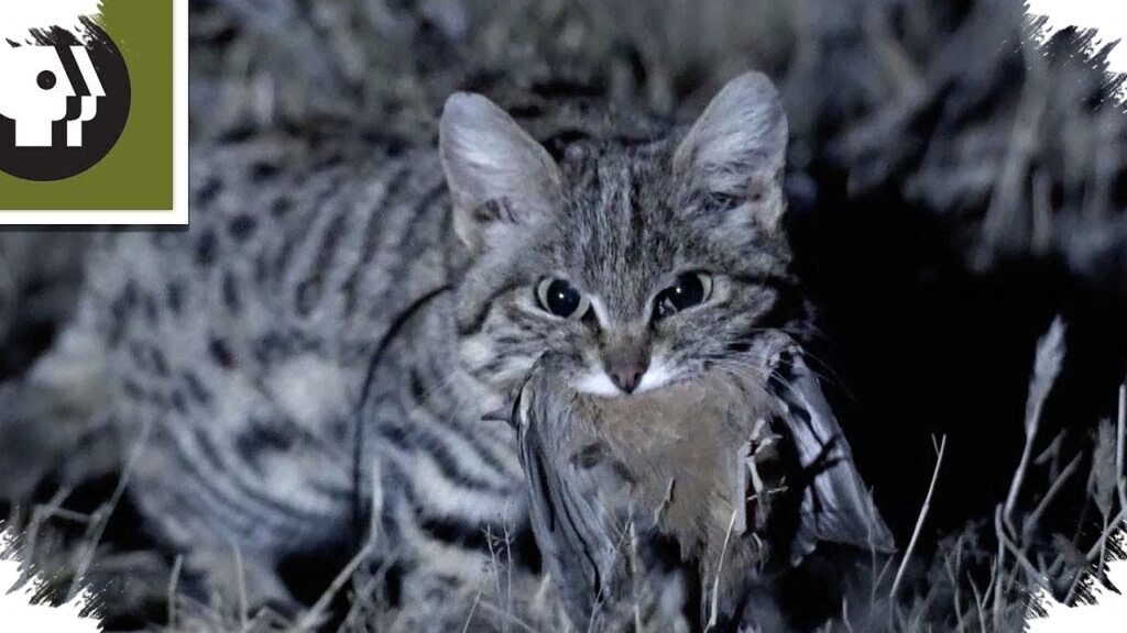 Kucing Peliharaan Suka Makan Hewan Liar, Ini Bahaya yang Sering Diremehkan