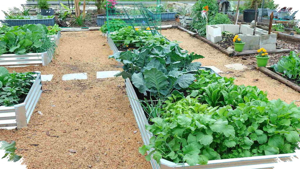 Lahan Sempit Bukan Halangan, 7 Ide Kebun Sayur Gotong Royong Ini Bisa Jadi Tambahan Penghasilan