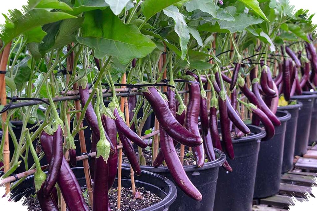 Terong Ungu Ternyata Cocok di Pot, Begini Cara Biar Cepat Berbuah di Rumah