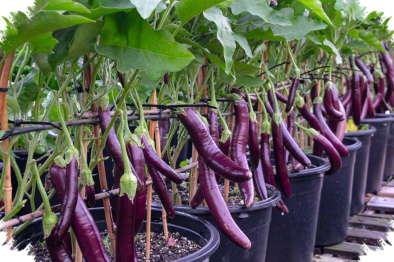 Terong Ungu Ternyata Cocok di Pot, Begini Cara Biar Cepat Berbuah di Rumah