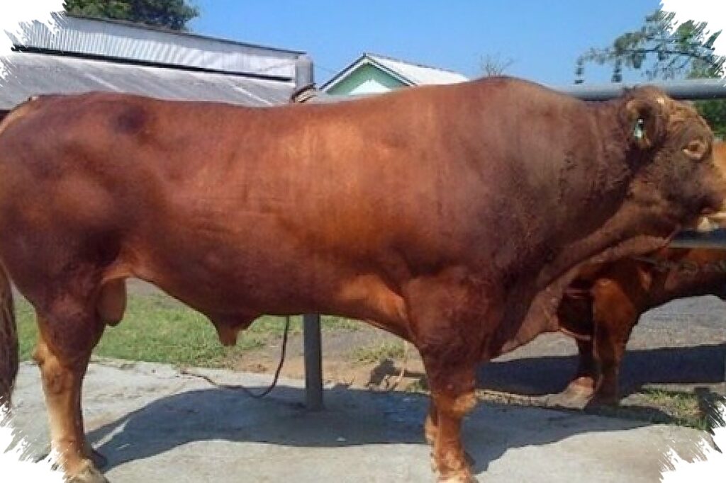 10 Tahun Beruntun, Prabowo Borong Sapi Jumbo Polewali Mandar untuk Kurban