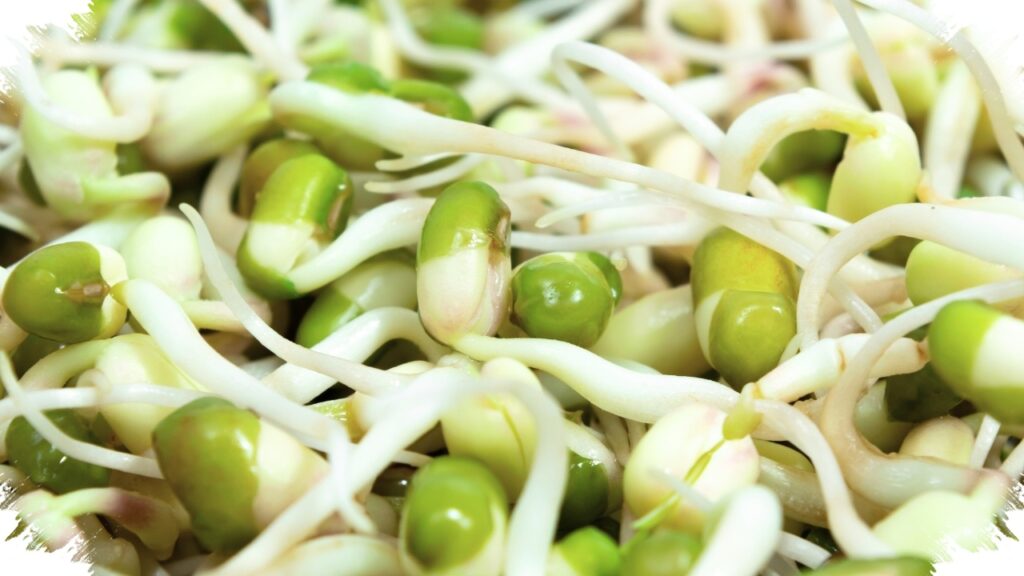 Tauge dan Microgreens Jadi Jawaban Panen Kilat, Ini Tanaman yang Tumbuh Dalam 1 Minggu