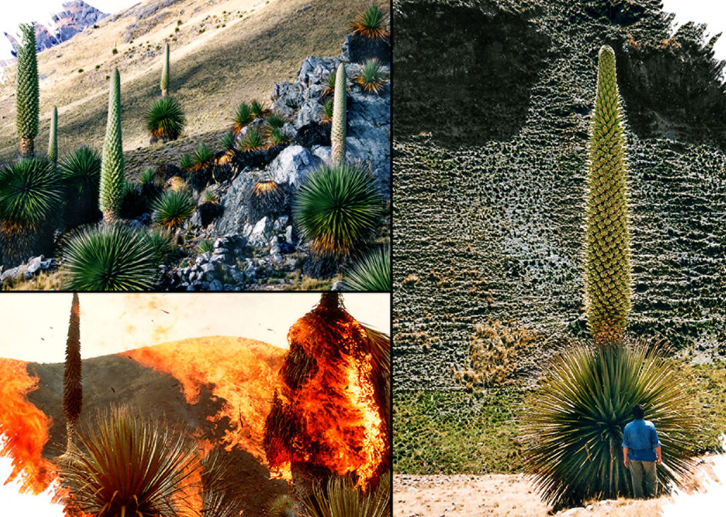 Puya Raimondii, Ratu Andes Yang Menunggu 100 Tahun Untuk Sekali Berbunga