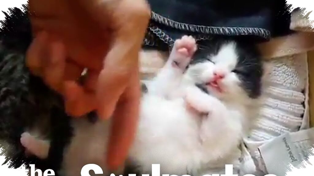 Kucing Liar Melahirkan Di Rumah, Primbon Jawa Sebut Tanda Rezeki Dan Keberuntungan Datang