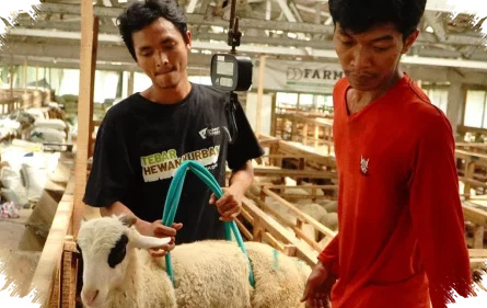 Jelang Idul Adha, Dompet Dhuafa Jawa Tengah Perketat QC Hewan Kurban Demi Amanah Pekurban