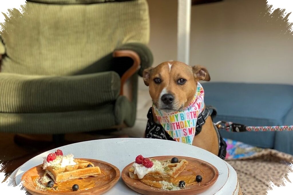 5 Prompt Gemini AI, Foto Nongkrong di Kafe Anjing Terlihat Natural Seperti Asli