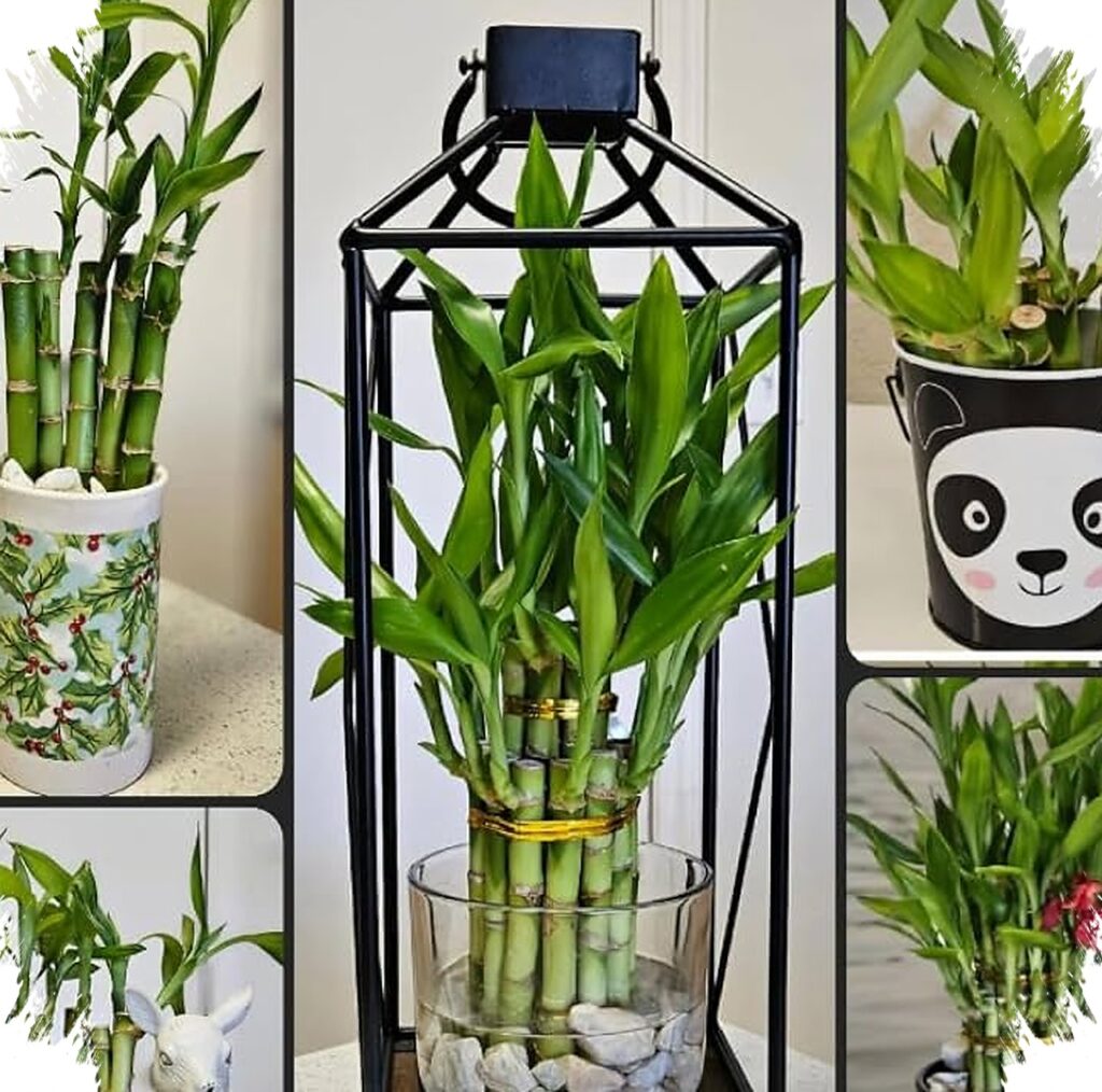 Bambu Air Di Dalam Rumah Bukan Sekadar Hiasan, Ruangan Terasa Lebih Segar dan Tenang