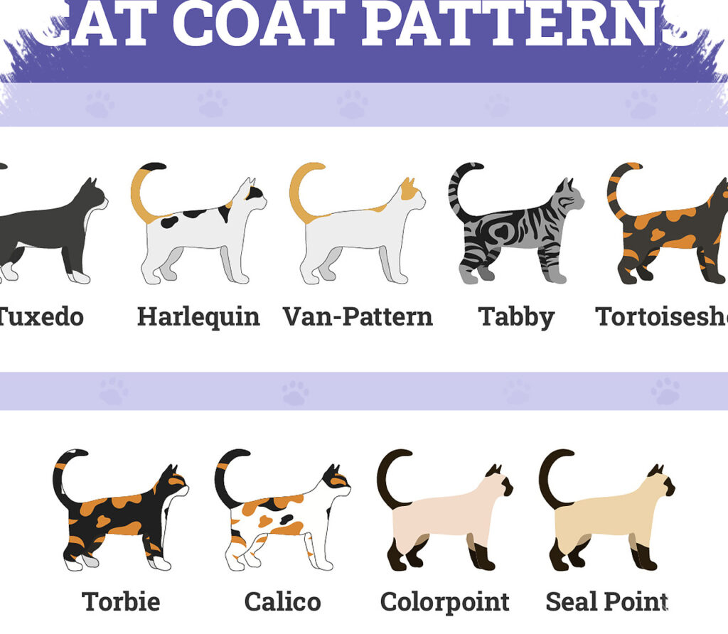 Warna Bulu Kucing Bukan Penentu Kepribadian, Ini Faktor Yang Sebenarnya Membentuknya