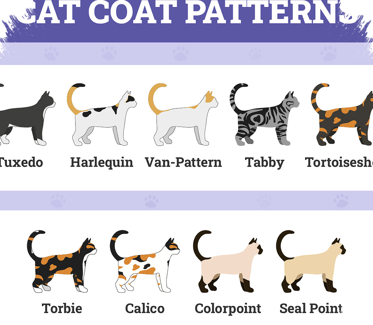 Warna Bulu Kucing Bukan Penentu Kepribadian, Ini Faktor Yang Sebenarnya Membentuknya