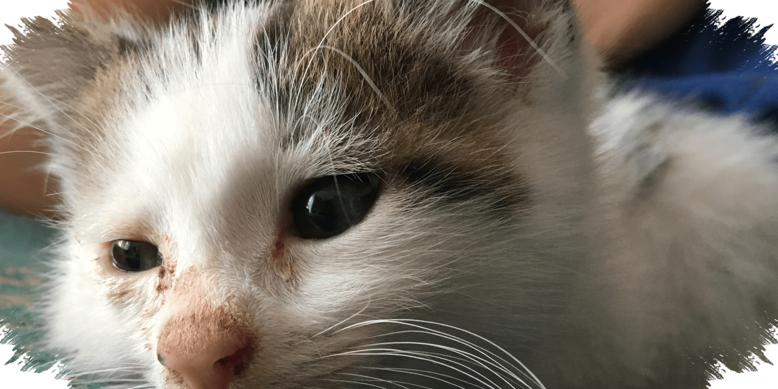 4 Penyebab Kucing Terkena Flu, Dari Virus Hingga Stres yang Sering Diabaikan