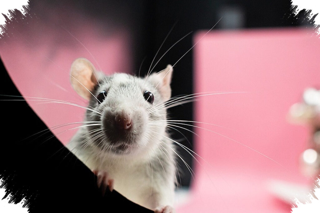 Tiga Penumpang Tewas di Kapal Pesiar Atlantik, Waspada Gejala Hantavirus