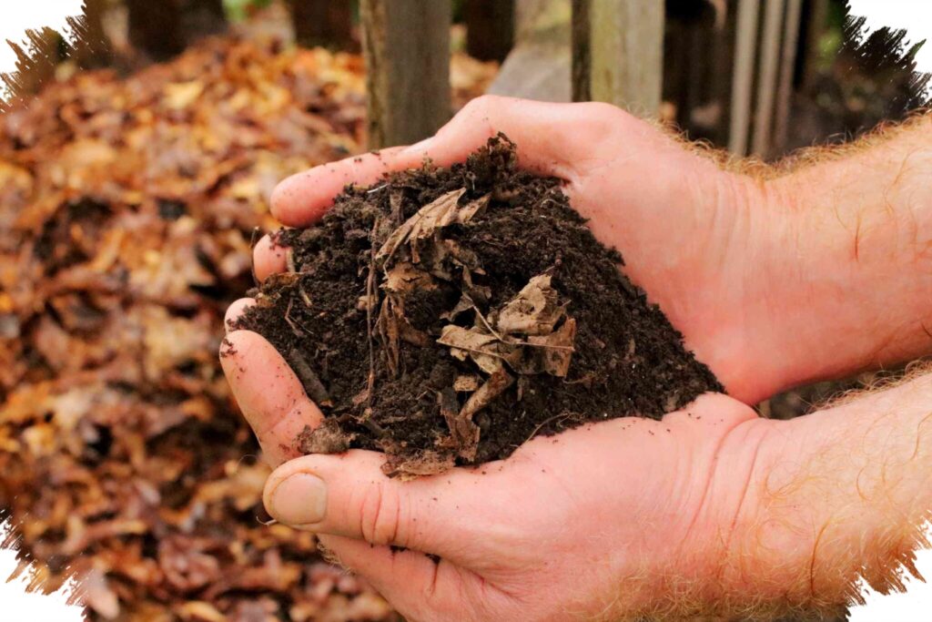 Daun Kering Ternyata Bisa Jadi Pupuk, Cara Mudah Bikin Tanah Lebih Subur