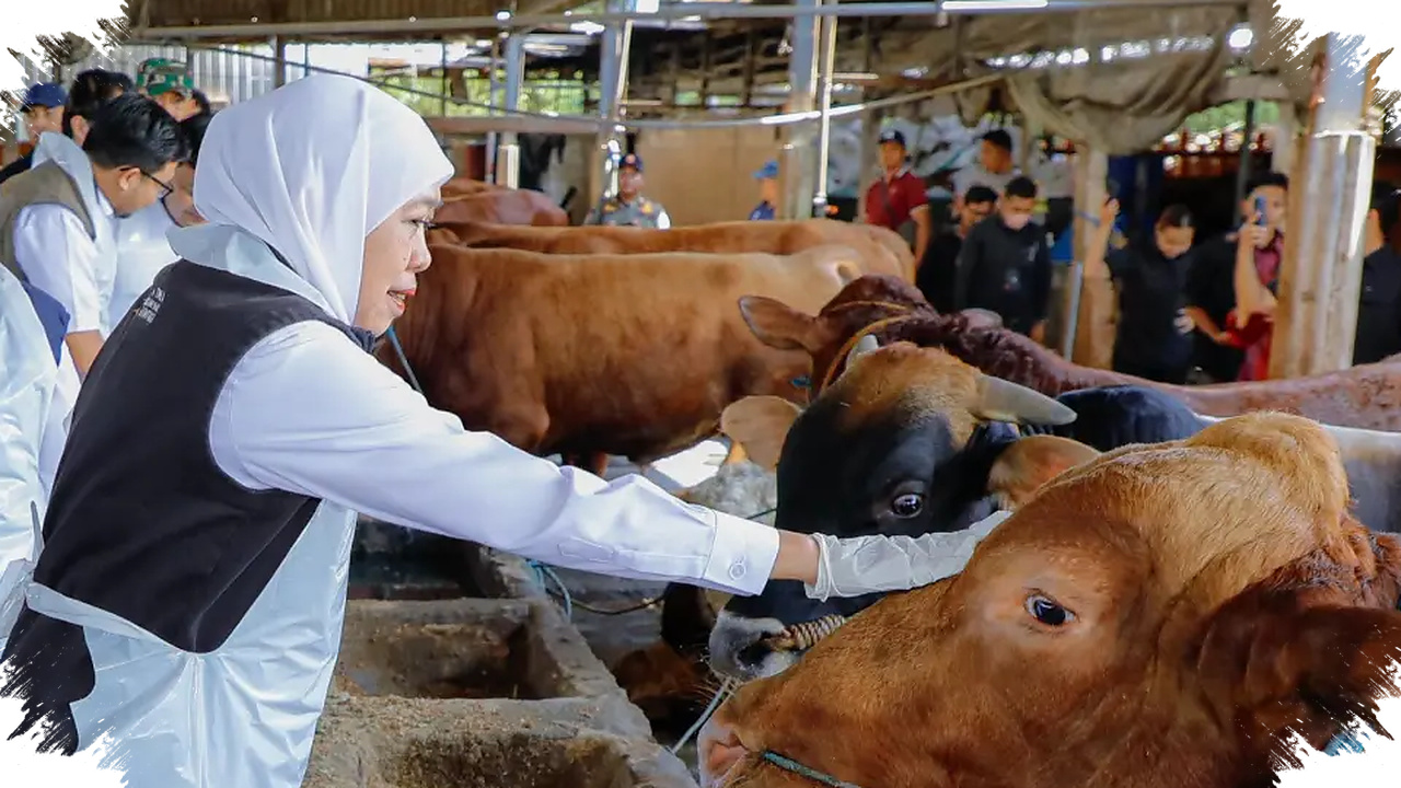 Tenang, Rek! Jatim Surplus 558 Ribu Sapi Kurban, Pasokan Idul Adha 2026 Aman dan Sehat