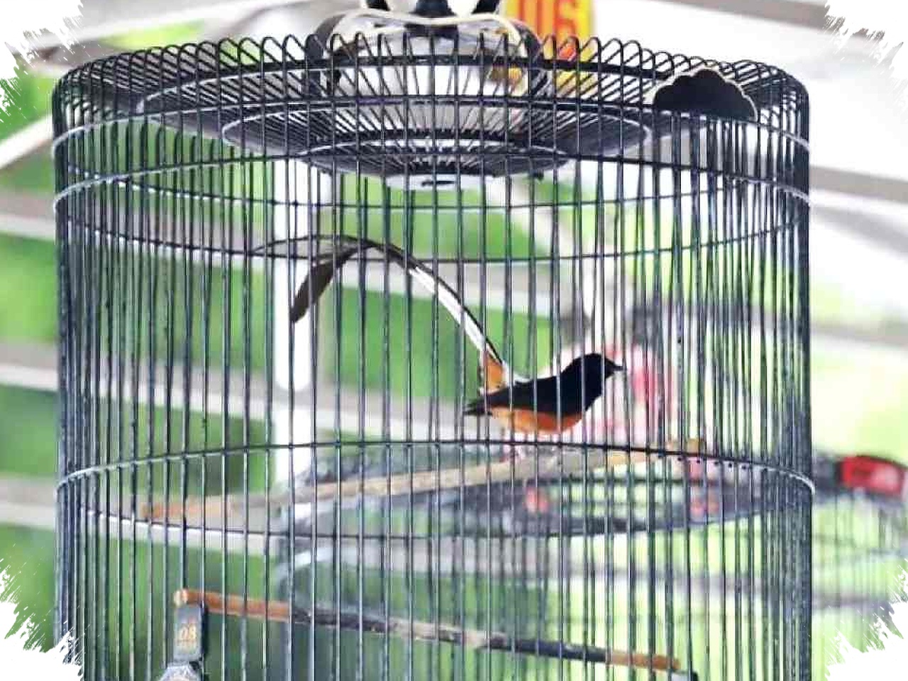 Budi Santoso Ungkap Ekonomi Burung Kicau Tembus Rp 2 Triliun, Dari Sangkar Hingga Pakan Hidupkan UMKM