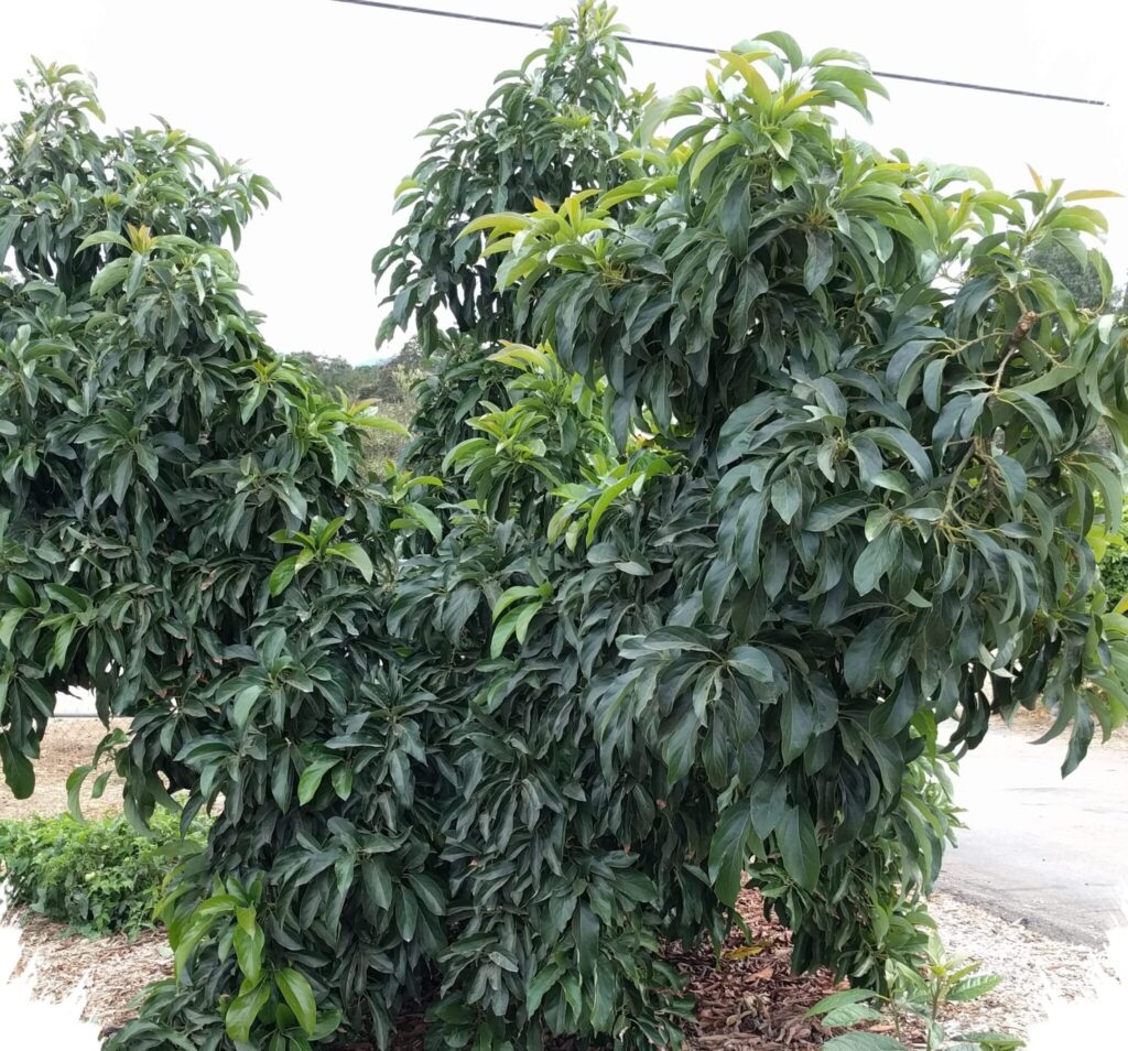 5 Alpukat Mini yang Cepat Panen dan Tak Menjulang, Cocok untuk Pekarangan Sempit