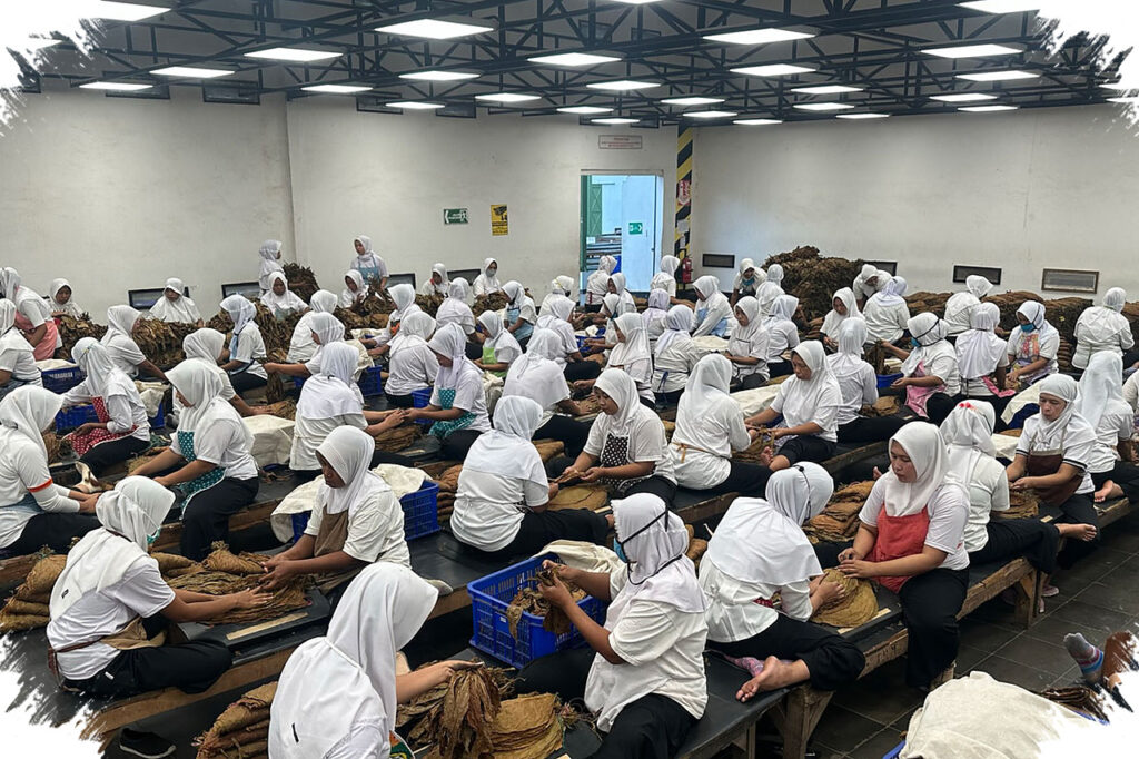Cerutu Jember Menembus 14 Negara, Tanda Indonesia Tak Lagi Sekadar Penyuplai Bahan Mentah