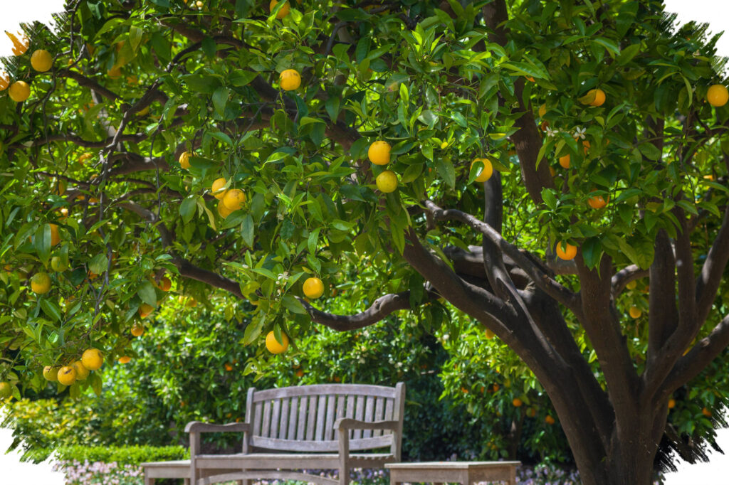 15 Pohon Buah Cepat Berbuah dan Minim Rewel, Cocok untuk Kebun Rumah yang Tak Sempat Dirawat