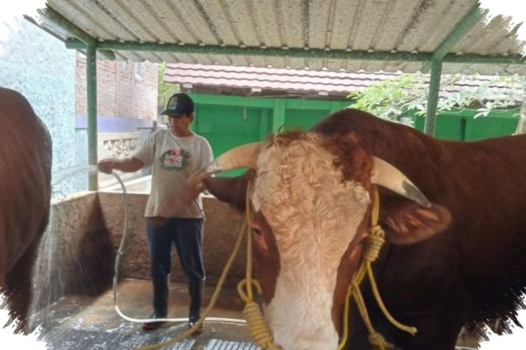 Dua Sapi Bantul Tembus Seleksi Kurban Presiden Prabowo, Kalahkan Sembilan Kandidat Lain
