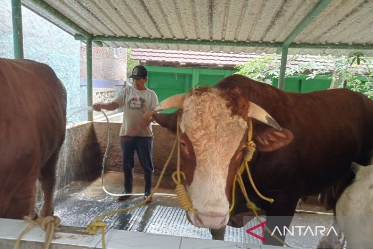 Dua Sapi Bantul Tembus Seleksi Kurban Presiden Prabowo, Kalahkan Sembilan Kandidat Lain