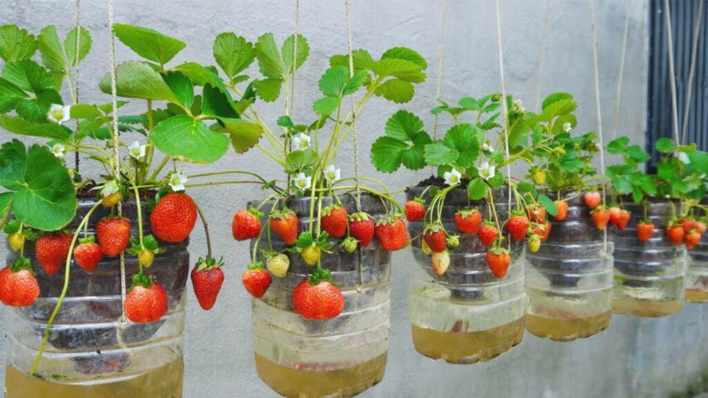 Stroberi Cepat Berbuah di Botol Bekas, 6 Langkah Ini Bisa Jadi Solusi Lahan Sempit