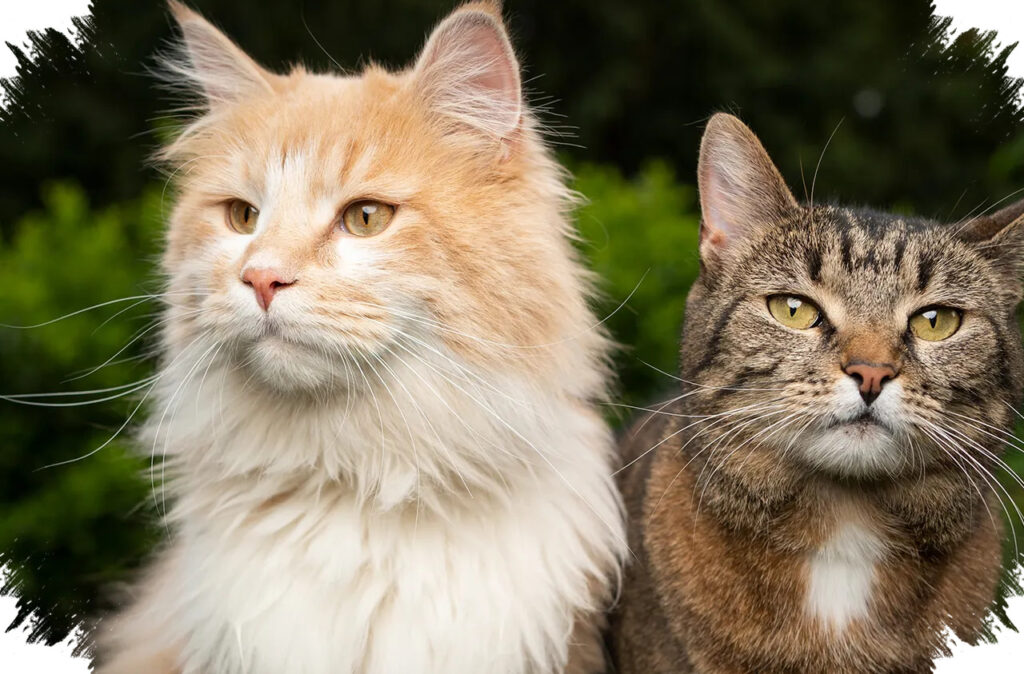 4 Jenis Kucing Kampung, Ternyata Banyak Yang Lebih Cerdas Dan Tahan Banting