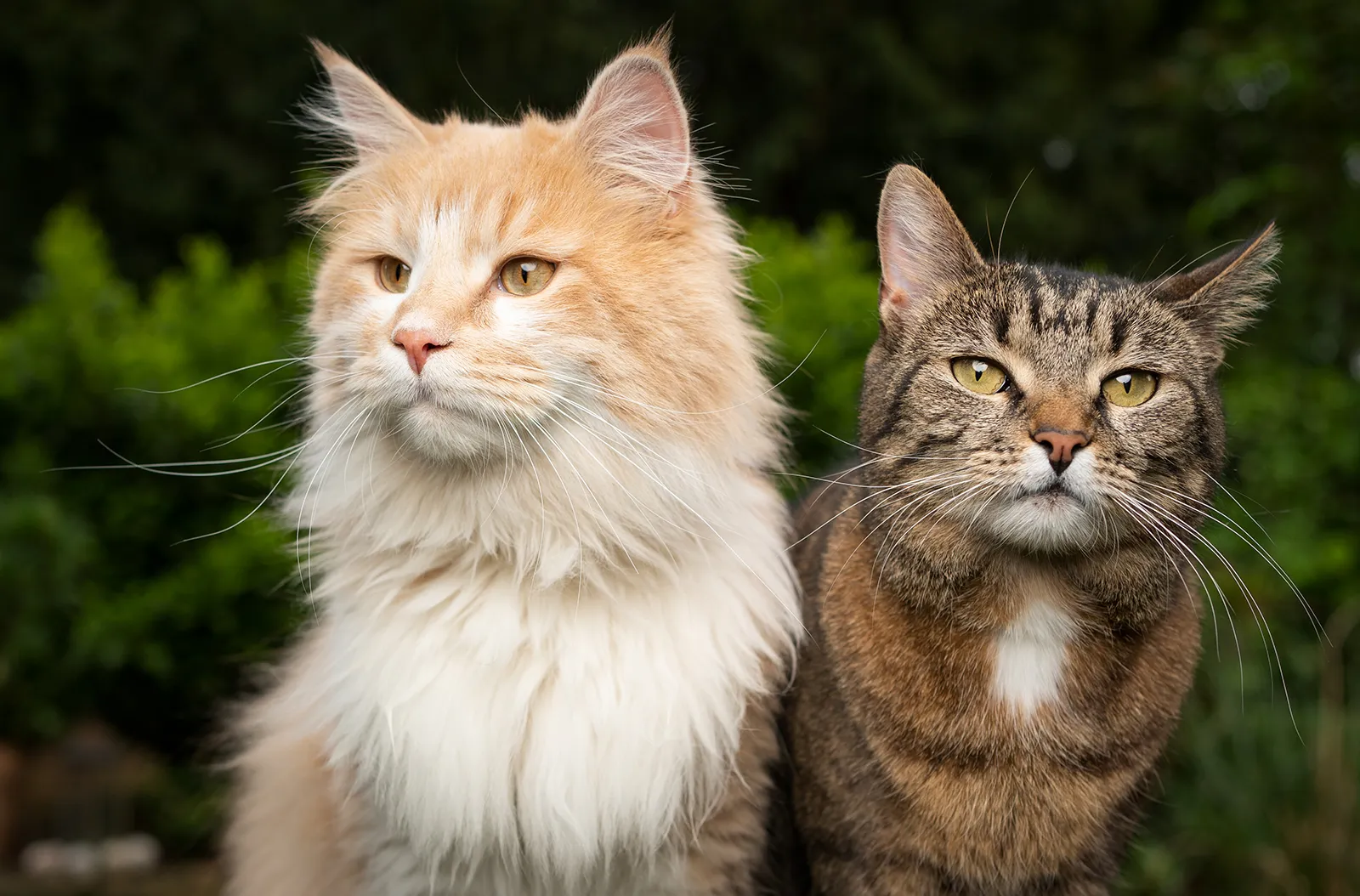 4 Jenis Kucing Kampung, Ternyata Banyak Yang Lebih Cerdas Dan Tahan Banting