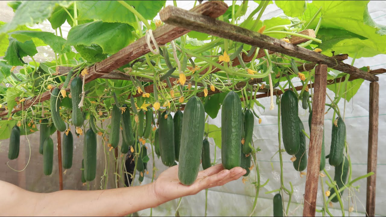 Lahan Sempit Bukan Halangan, Kebun Rambat Timun dan Pare Ini Bisa Dibuat dari Bahan Bekas