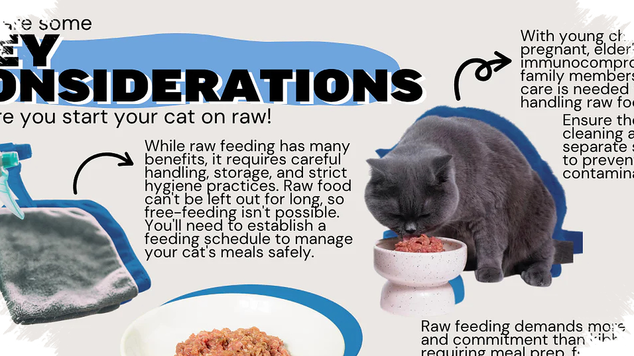 Makanan Mentah Untuk Kucing Terdengar Alami, Tapi Risikonya Tak Bisa Dianggap Enteng