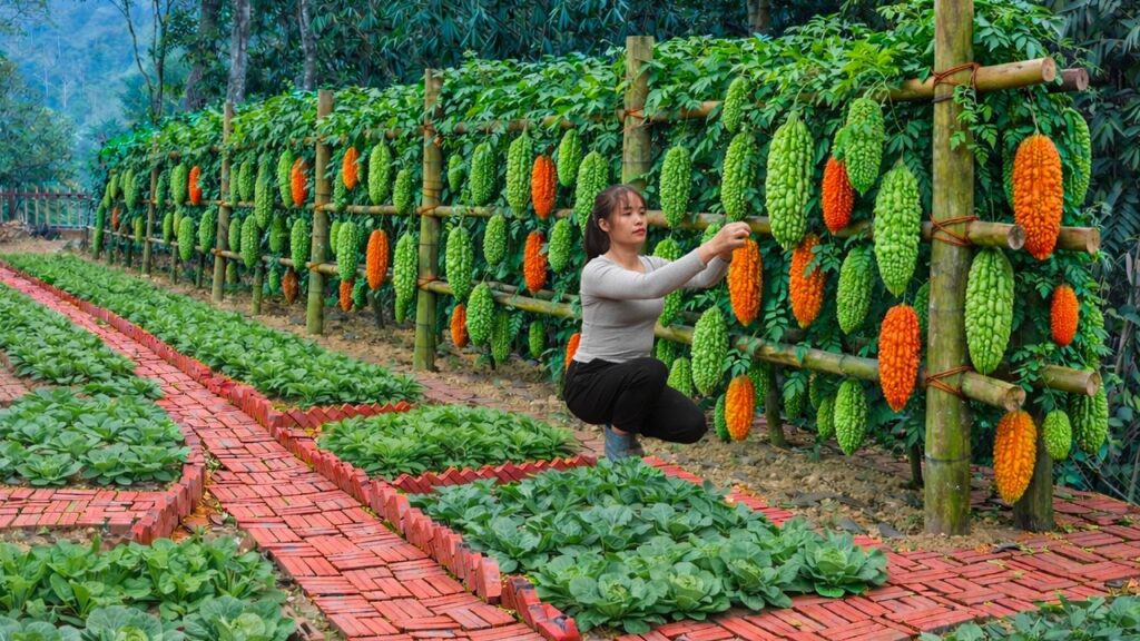 Rambatan Pare dari Bambu Bekas dan Rafia, Murah Meriah Tapi Bisa Bikin Panen Lebih Optimal