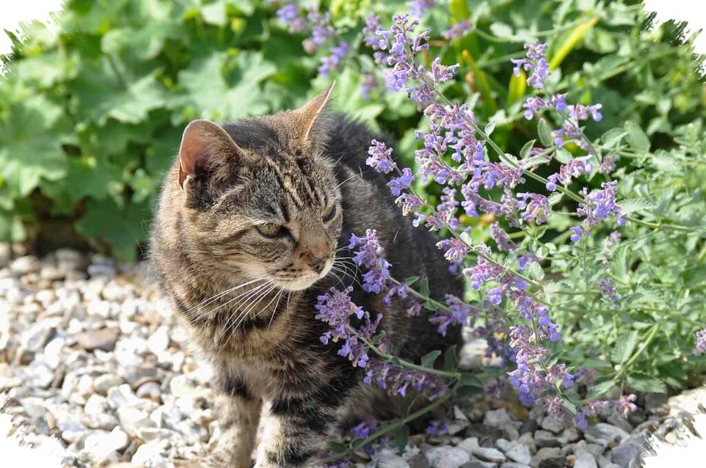 Catnip Bukan Sekadar Tanaman Mint, Ini Alasan Sebagian Kucing Langsung Tergila-gila