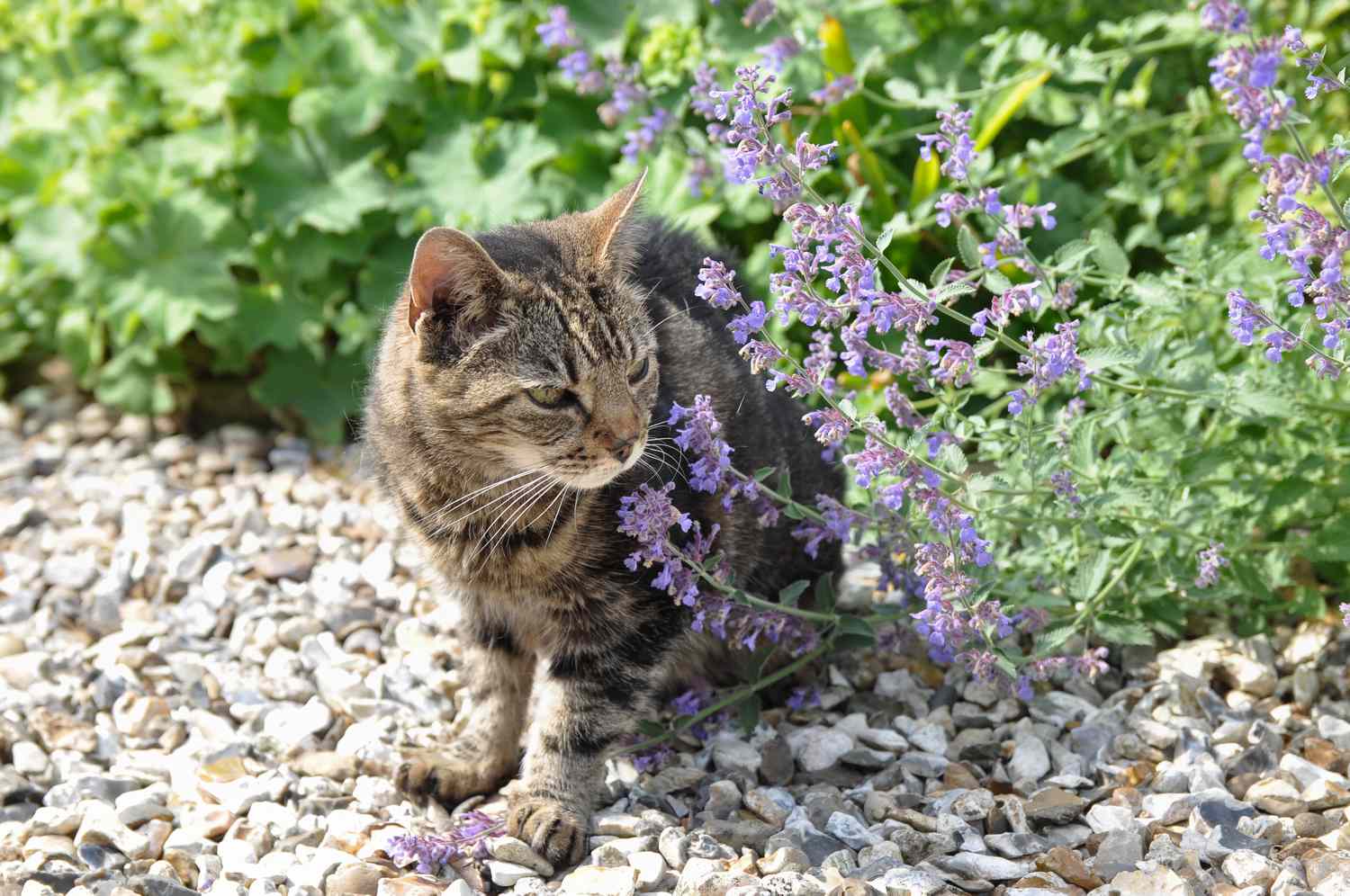 Catnip Bukan Sekadar Tanaman Mint, Ini Alasan Sebagian Kucing Langsung Tergila-gila