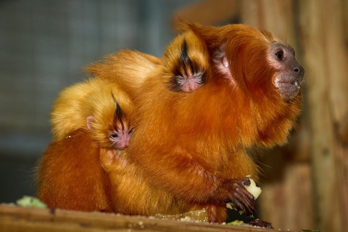 Dari Ambang Punah ke 4.800 Ekor, Kisah Kebangkitan Golden Lion Tamarin