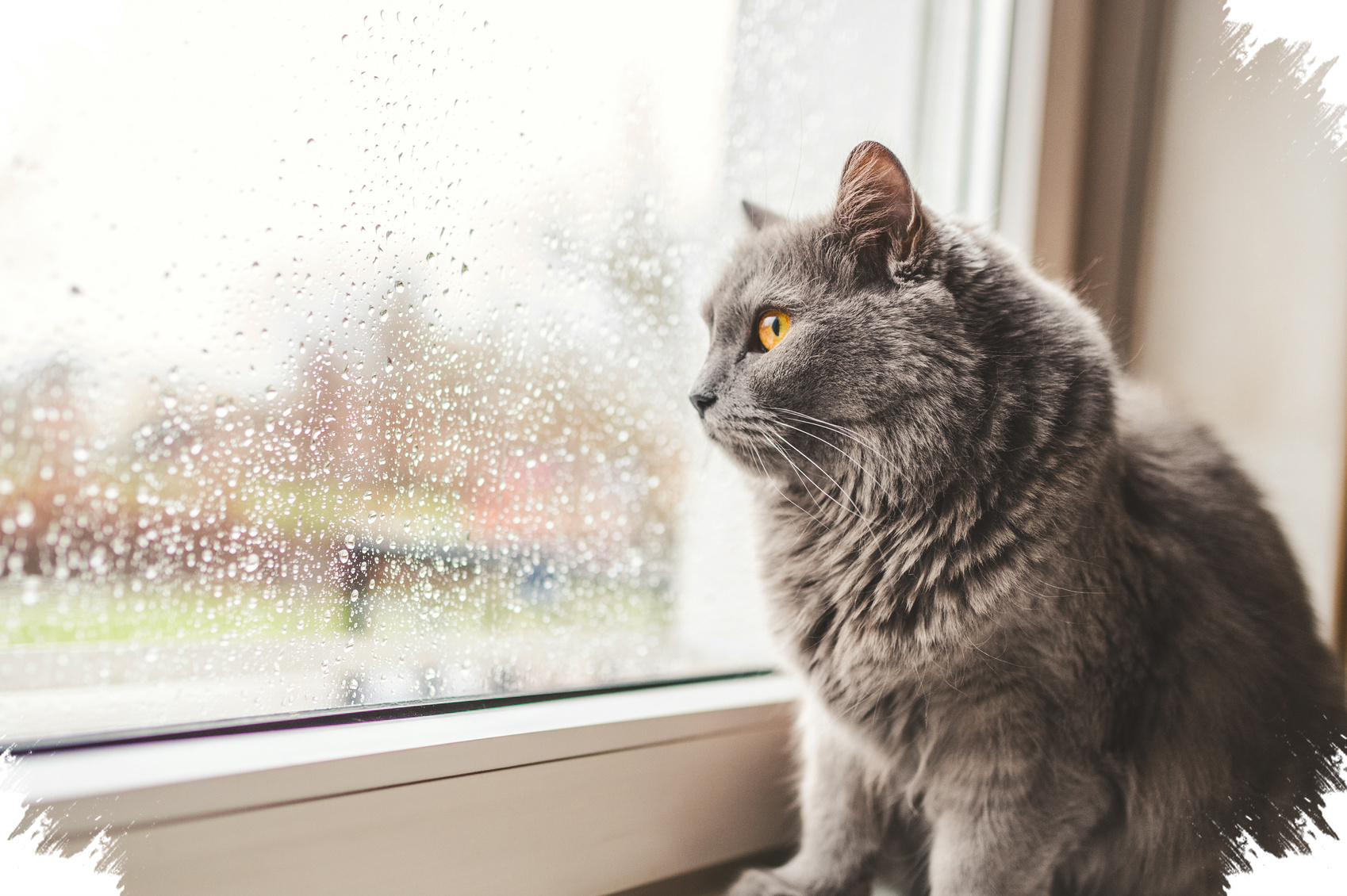 7 Tanda Kucing Kesepian, Dari Makin Manja Sampai Berubah Pola Makan