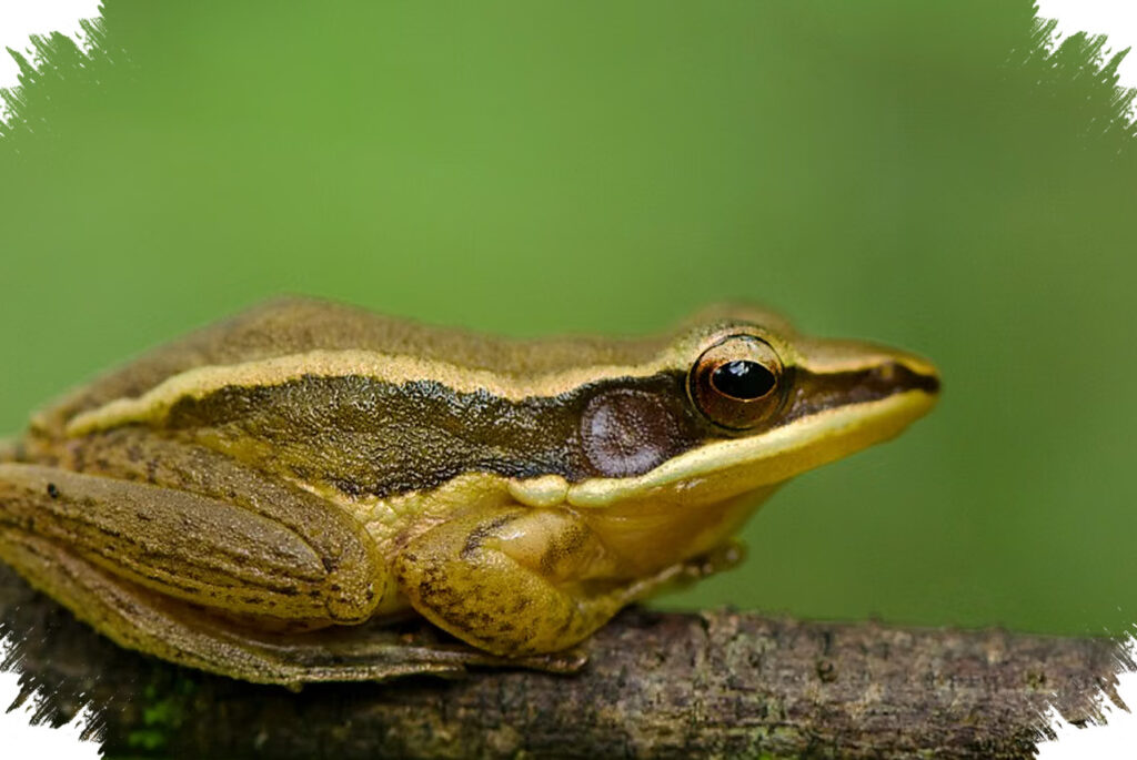 Katak Emas Terancam Punah, Habitatnya Kian Sempit di Western Ghats