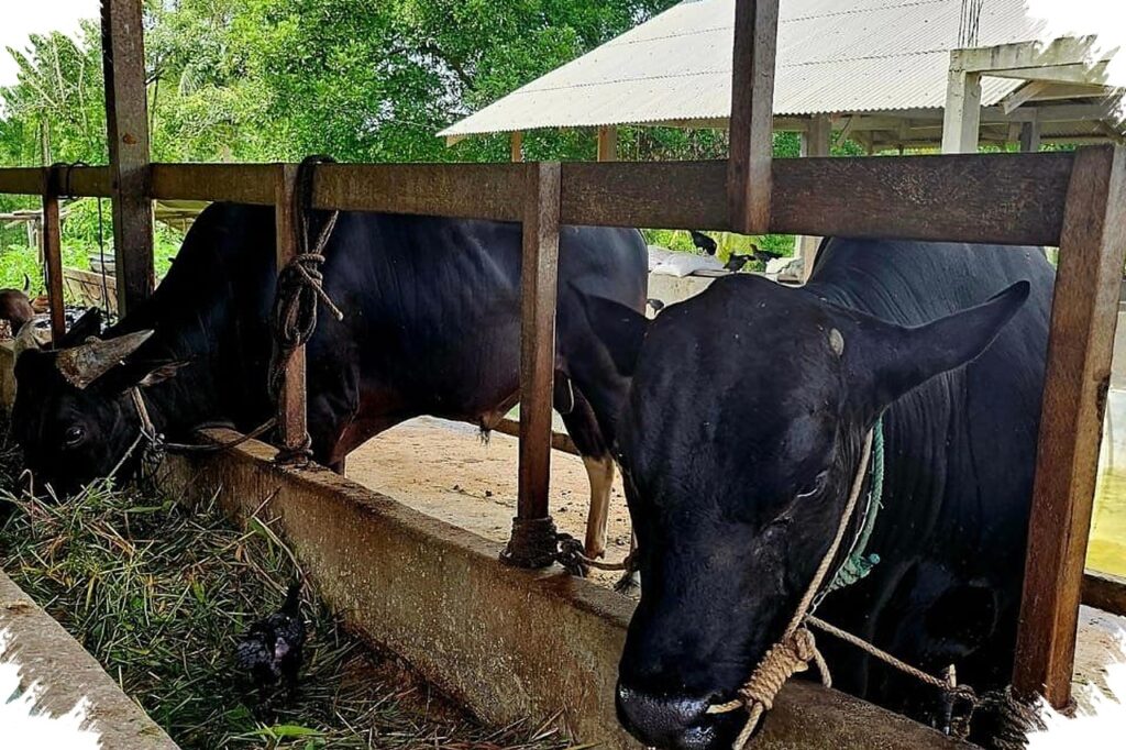 Seskab Teddy Borong 35 Sapi Kurban Dari Boyolali, Peternak Kecil Merasakan Dampaknya