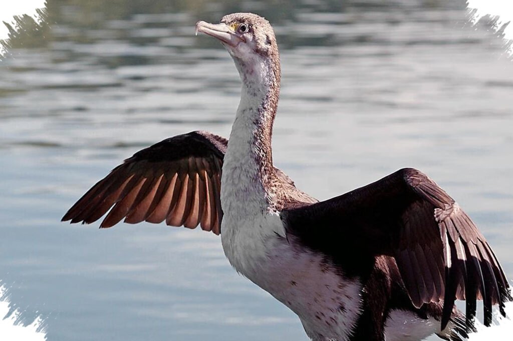 Spotted Shag, Burung Laut Endemik Selandia Baru Yang Menelan Kerikil Untuk Menyelam